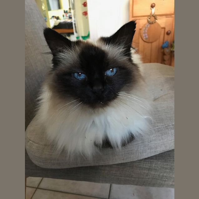 Photo of Angel