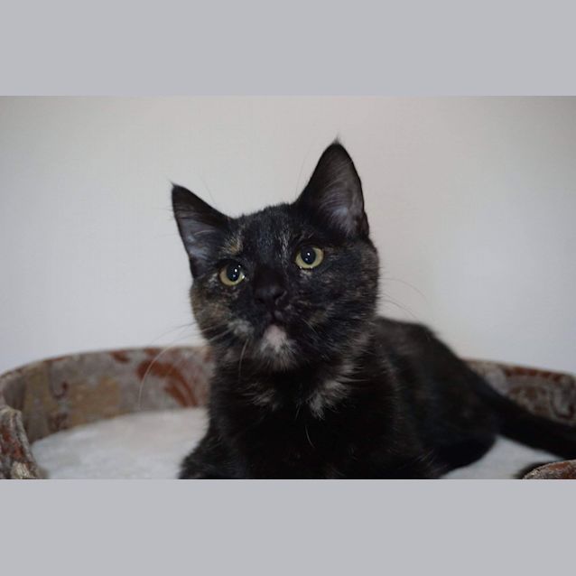 Photo of Blaze