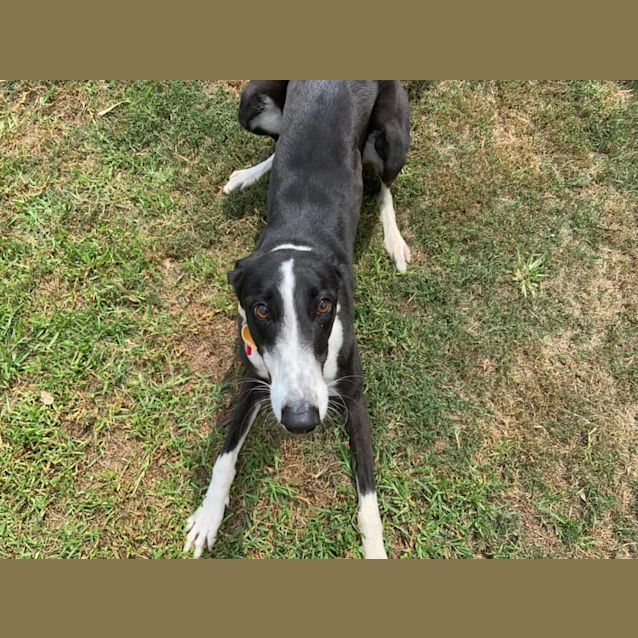 Photo of Nancy (Adoption Pending)