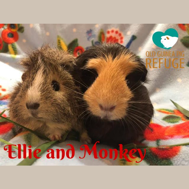 Photo of Ellie And Monkey
