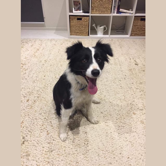 Photo of Dolly 