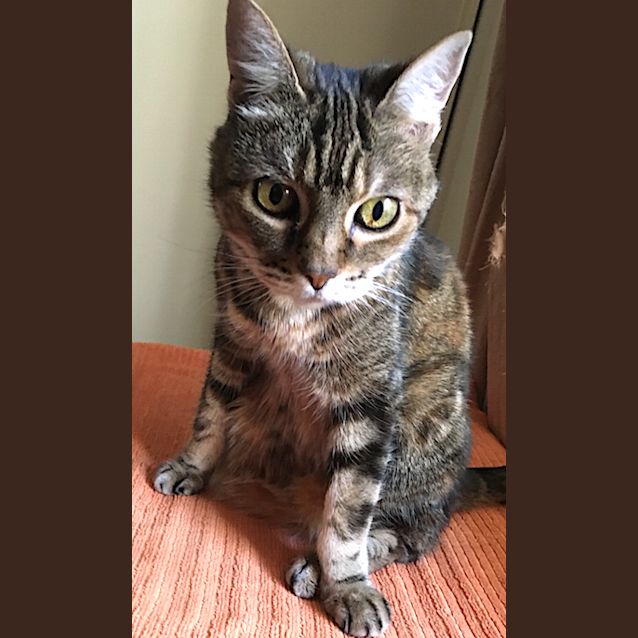 Photo of Pretty Kitty