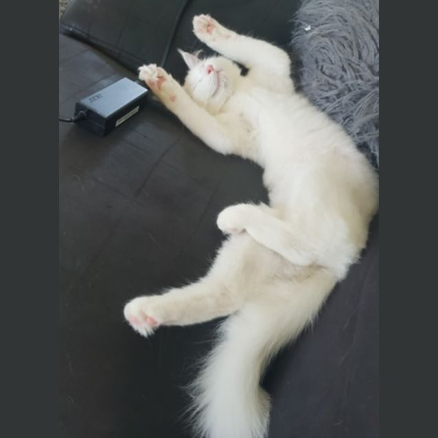 Photo of Duchess 