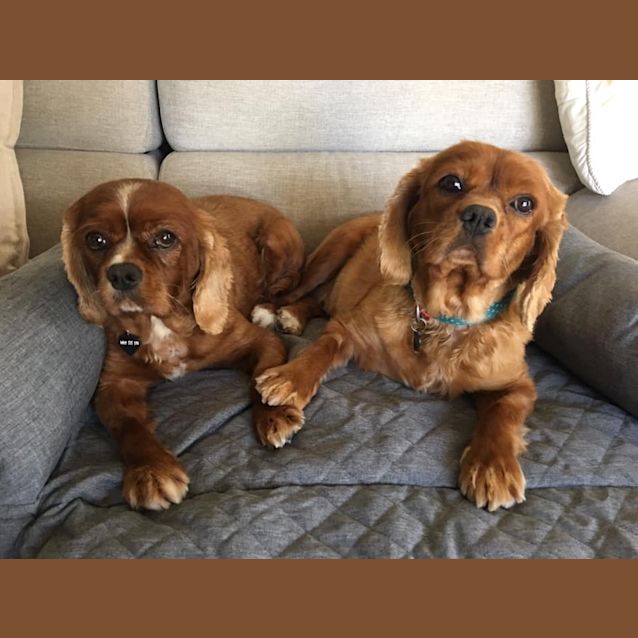 Photo of Piper And Indi 