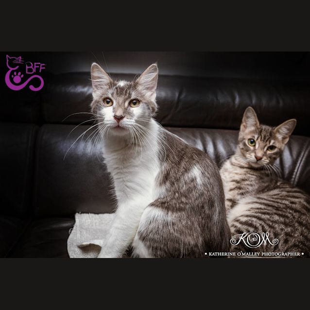Photo of Neko 