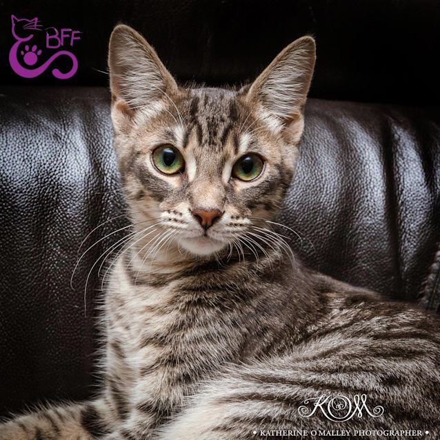 Photo of Tora 