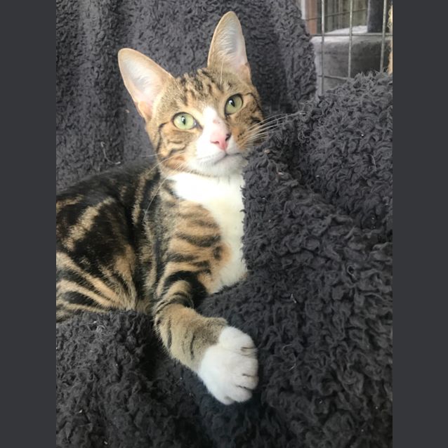 Photo of Stitch 