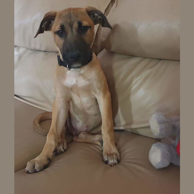 Photo of Angus
