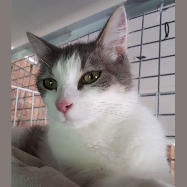 Photo of Squeaks On Sale Now