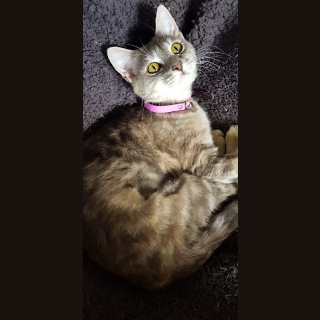 Photo of Sophey 