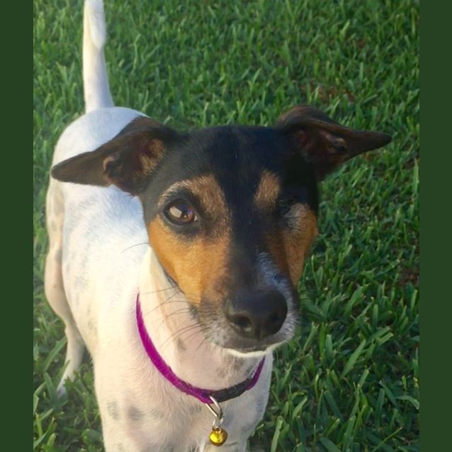 Photo of Susie ~ 2 Yr Old Fox Terrier (On Trial 8/5/19)
