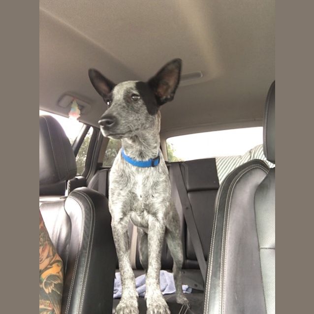 Photo of Voodoo