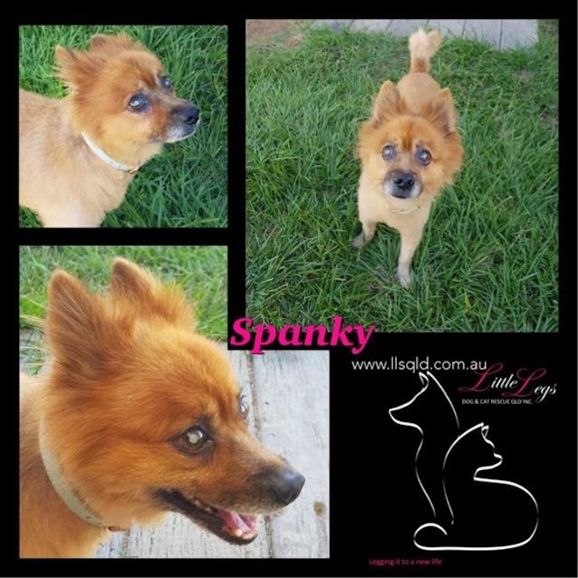 Photo of Spanky