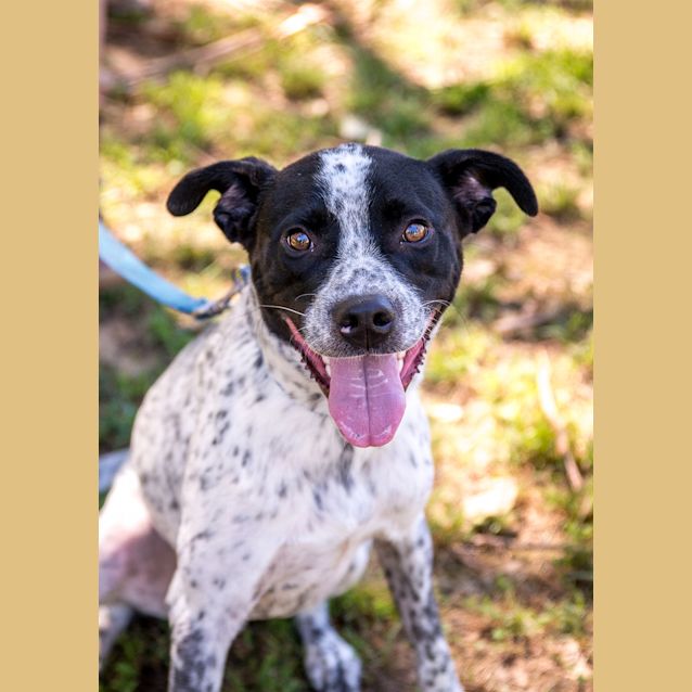 Photo of Archie