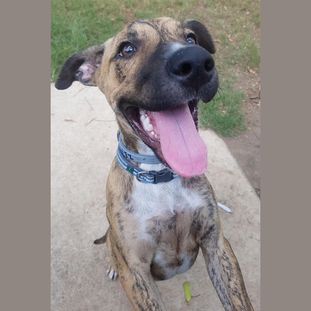 Photo of Rex