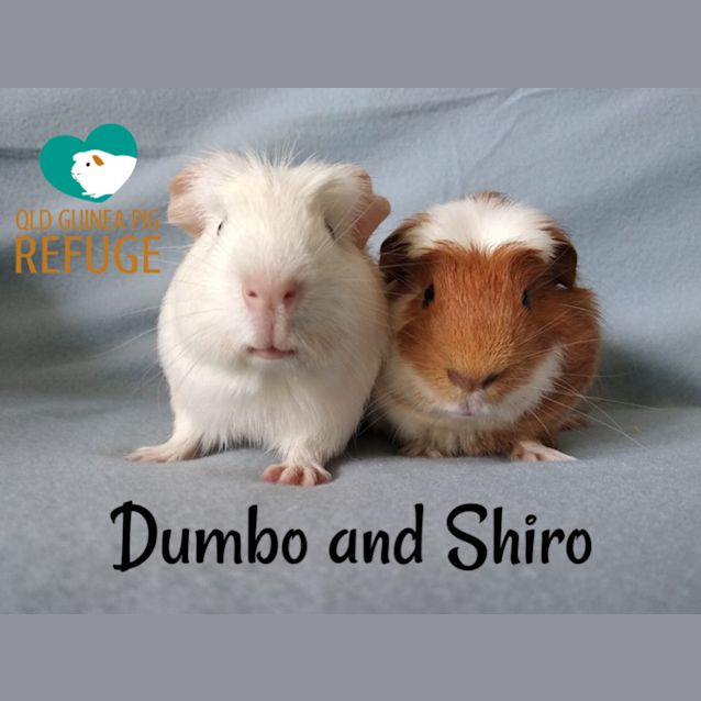 Photo of Dumbo And Shiro (Not Suitable For Kids Under 12)