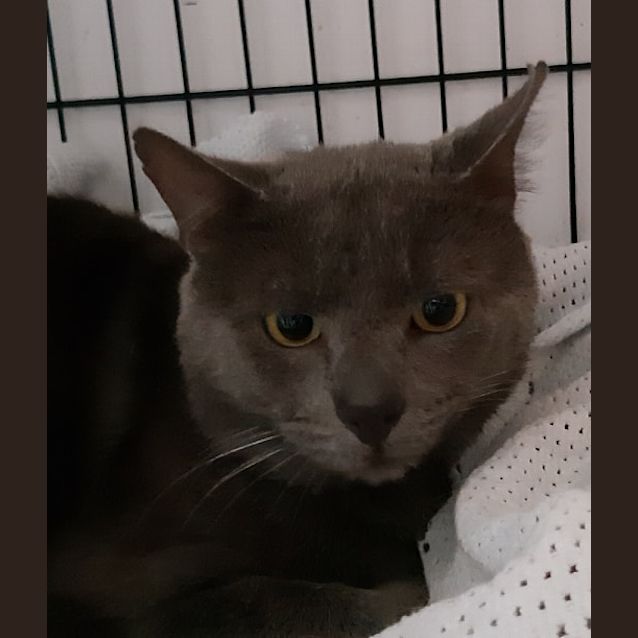 Photo of Smokey