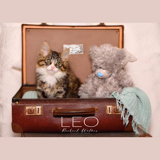 Photo of Leo