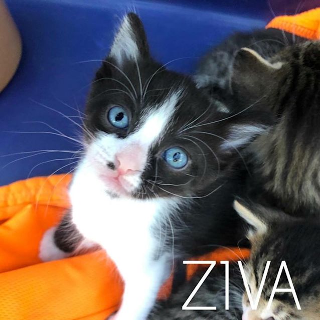 Photo of Ziva 