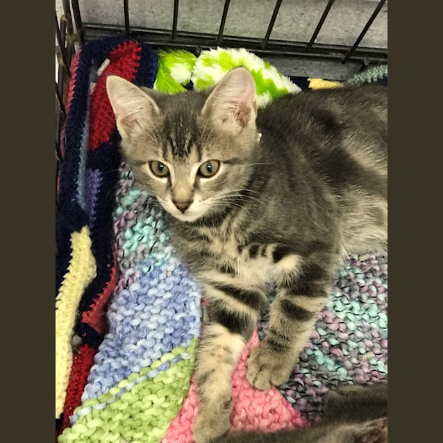 Photo of Geoffrey