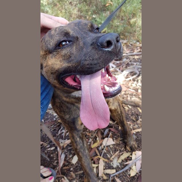 Photo of Tex **On Trial**