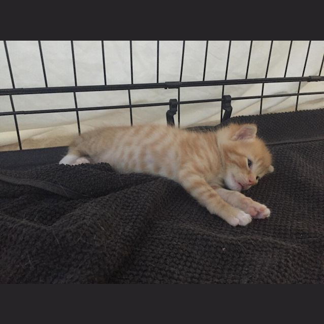 Photo of **On Trial**Magnus