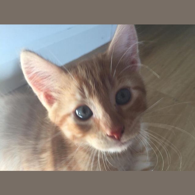 Photo of **On Trial** Meiko