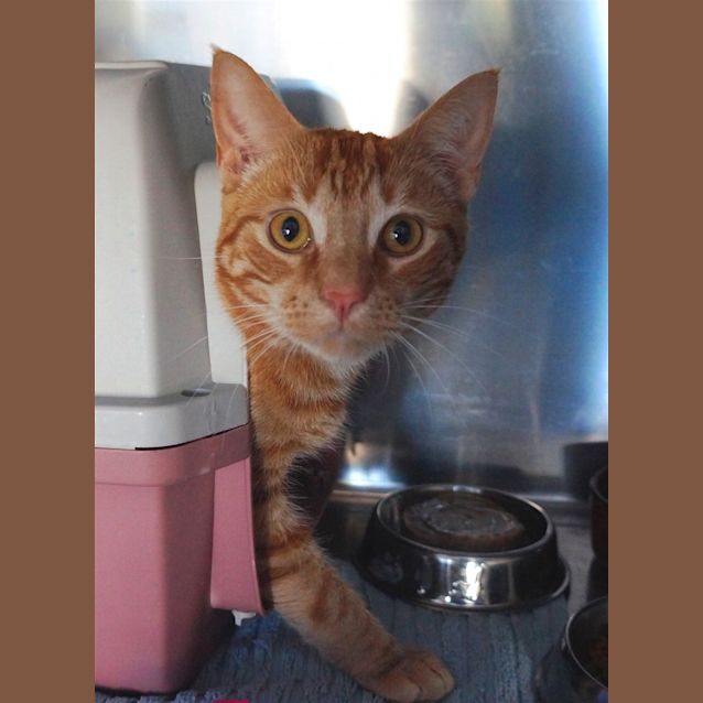 Photo of Scamp