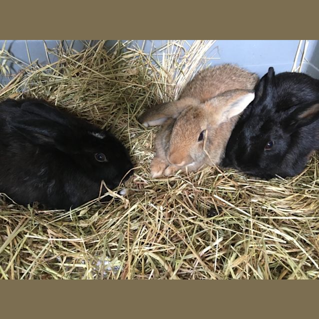 Photo of Hank, Hector & Harold 