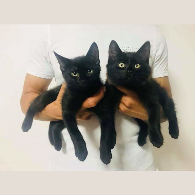 Photo of Gatsby And Guzmow 