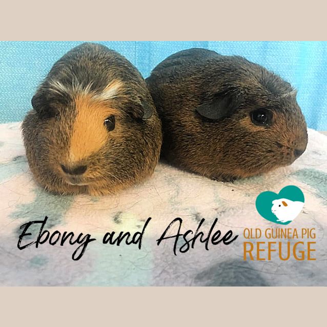 Photo of Ebony And Ashlee