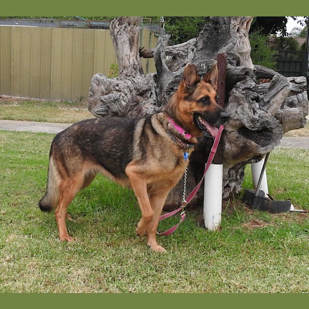 Photo of Sheba   Meet And Greet Organised