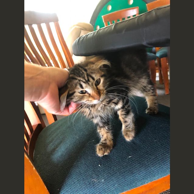 Photo of Otto