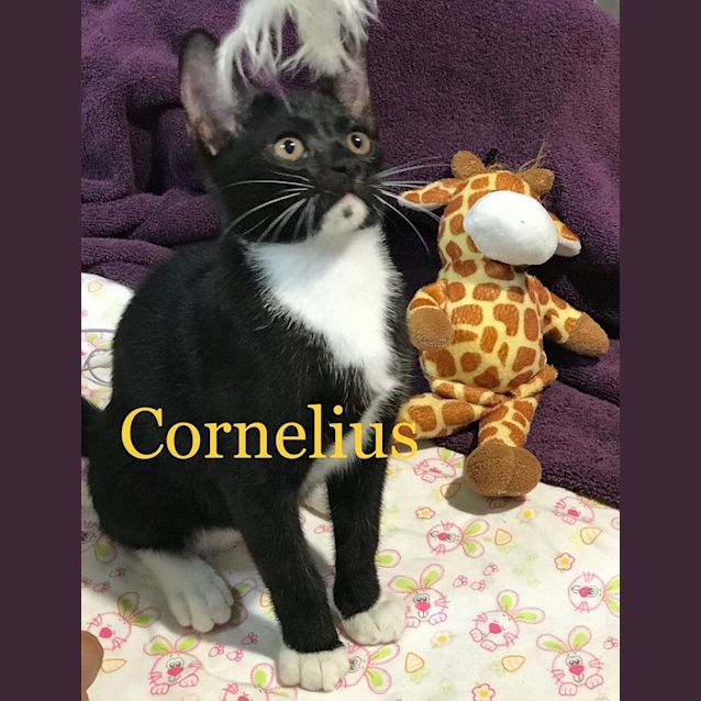 Photo of Cornelius