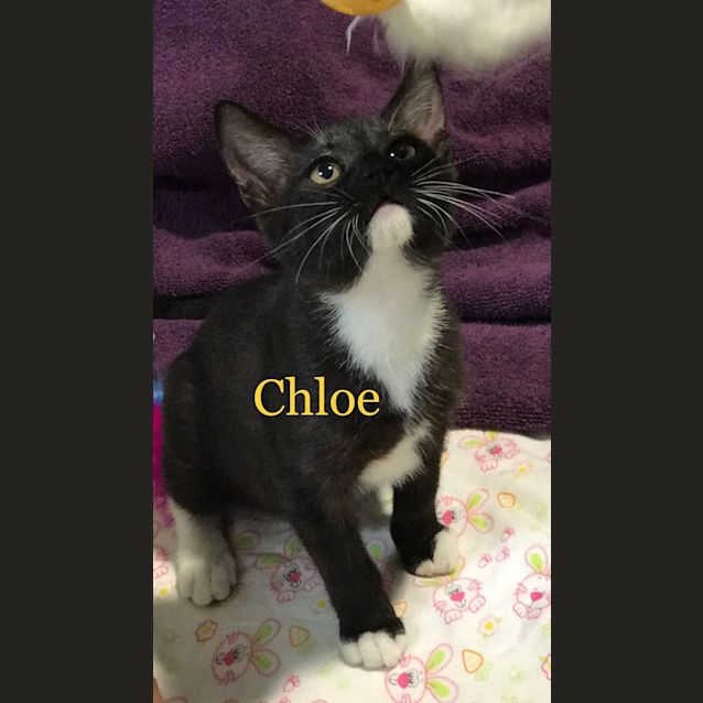 Photo of Chloe