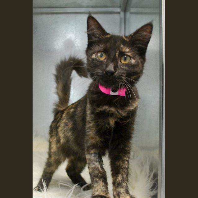 Photo of Pudding (0787)