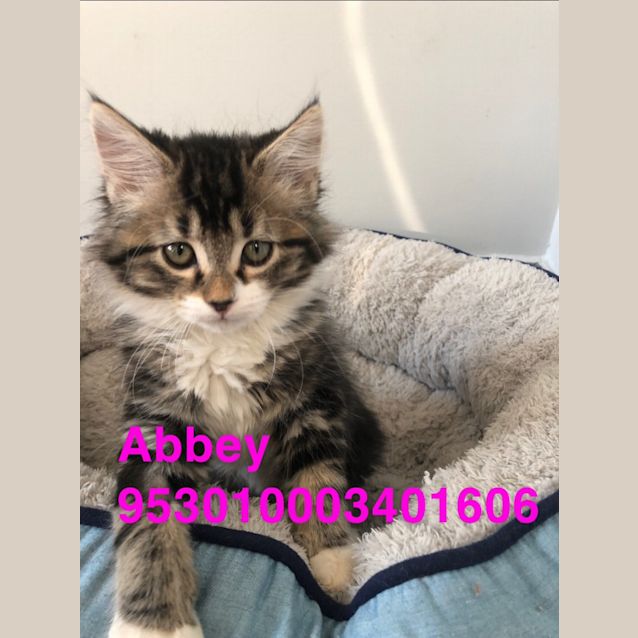 Photo of Abbey