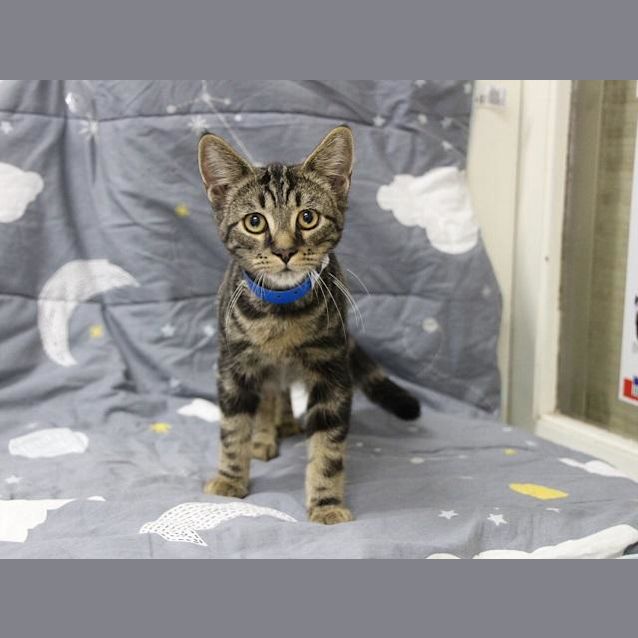 Photo of Keneckie (0822)