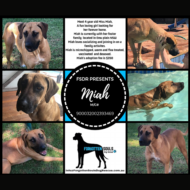 Photo of 🐕💕Miah💕🐕