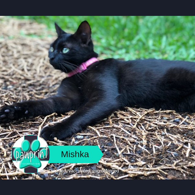 Photo of Mishka