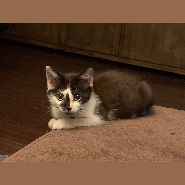 Photo of Toby