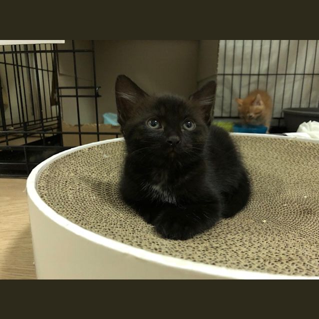 Photo of Sesame