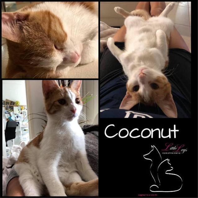 Photo of Coconut
