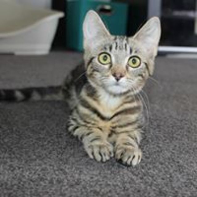 Photo of Lucky