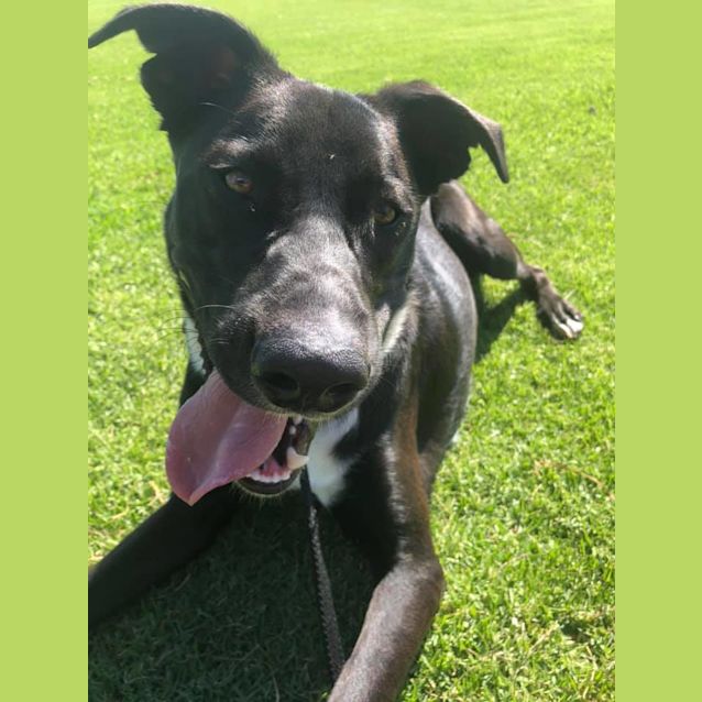 Photo of Scout Dl2114