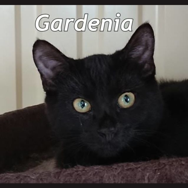 Photo of Gardenia