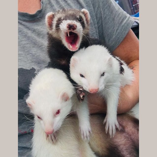 Photo of Elwood, Jake & Rebel