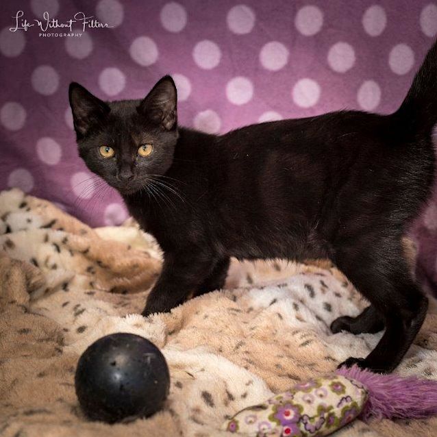 Photo of Tallis