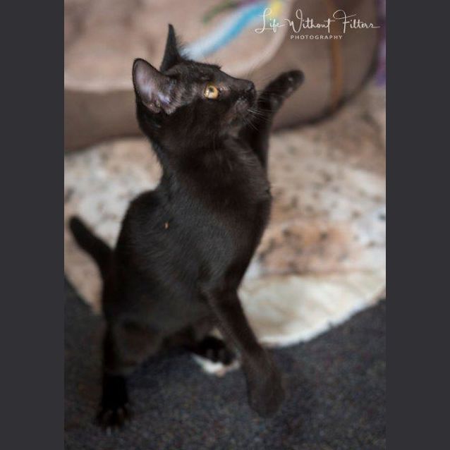 Photo of Tavish