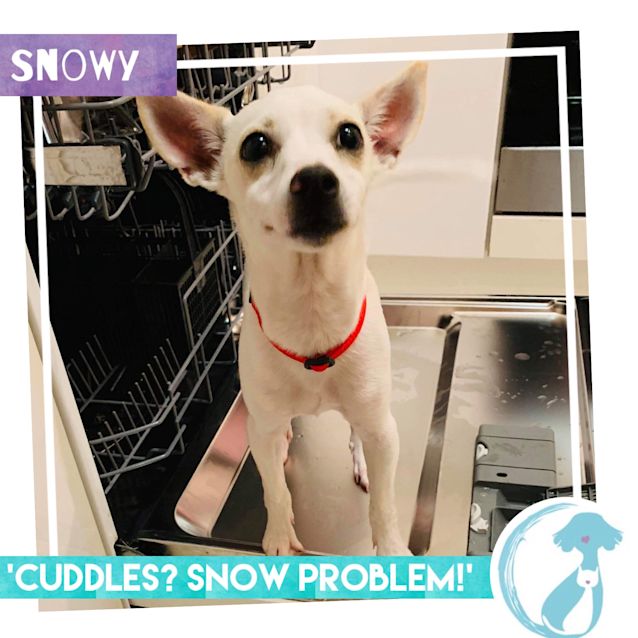 Photo of Snowy